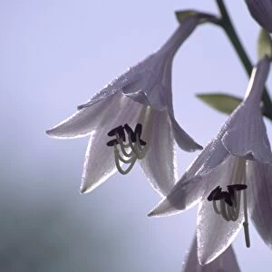 Plantain lily flowers (Hosta sp. )