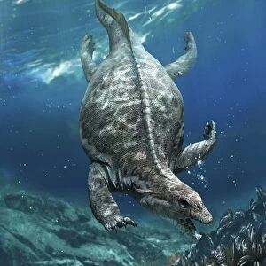 Prehistoric marine reptile, Placodus