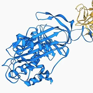 Proteinase inhibitor molecule F006 / 9394