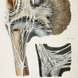 Respiratory nerves, 1844 artwork