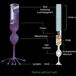 Retinal rod cell anatomy, diagram