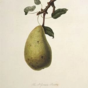 St Germain Pear (1818) C016 / 5451