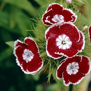 Sweet William (Dianthus barbatus)