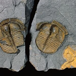Trinucleus, trilobite fossil C016 / 4995