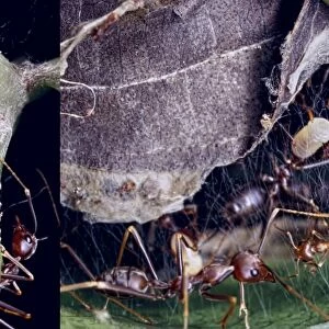 Weaver ants building a nest C013 / 7061