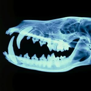 X-ray of the skull of a red fox (Vulpes vulpes)