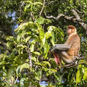 Adult male proboscis monkey (Nasalis larvatus), endemic to Borneo, Tanjung Puting National Park