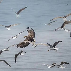 Adult white-tailed eagle, Haliaeetus albicilla, in flight amongst gulls at the sea cliffs at Fugloya, Norway
