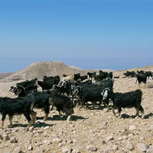 Bedouin goat herder