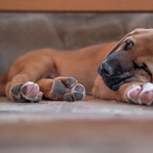 Broholmer dog breed puppy sleeping with his head over a paw, Italy, Europe