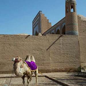 Camel, Ichon Qala (Itchan Kala), UNESCO World Heritage Site, Khiva, Uzbekistan, Central Asia, Asia