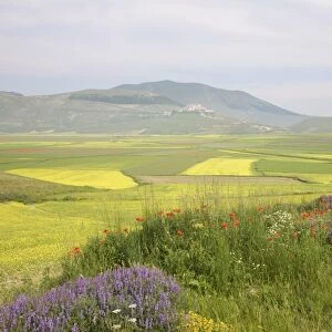 Fields of flowerig lentils, Highland of Castelluccio di Norcia, Norcia
