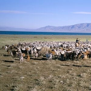 Flock of goats