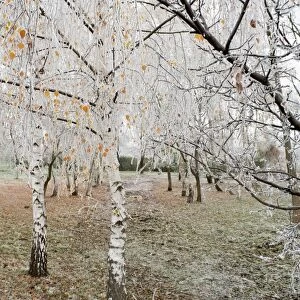 Frost-covered birch trees, town of Cakovice, Prague, Czech Republic, Europe