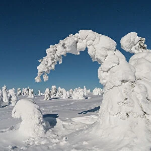 Frozen spruce trees covered with snow in the cold Arctic night, Riisitunturi National Park, Posio, Lapland, Finland