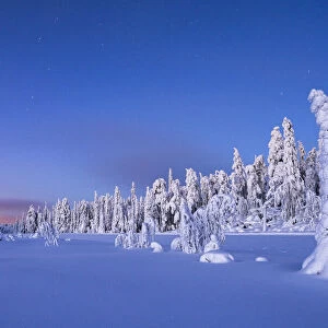 Frozen spruce trees covered with snow during winter dusk, Lapland, Finland, Europe