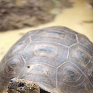 Giant tortoise (Geochelone nigra) at the Galapaguera de Cerro Colorado