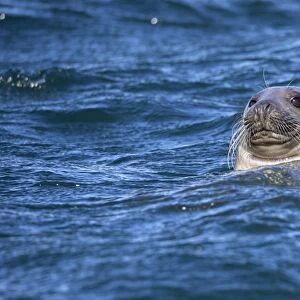 Grey seal (Halichoerus grypus) swimming, Farne Islands, Seahouses, Northumberland, England, United Kingdom, Europe