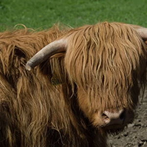 Highland cow, Scotland, United Kingdom, Europe