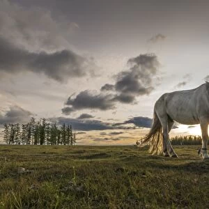 Horse grazing on the shores of Hovsgol Lake at sunset, Hovsgol province, Mongolia