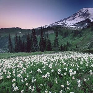 Landscape, Mount Rainier National Park