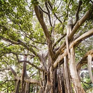 Large twisted roots of a Moreton Bay fig tree (banyan tree) (Ficus macrophylla), Palermo Botanical Gardens, Palermo, Sicily, Italy, Europe