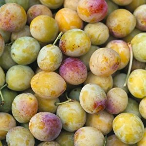 Mirabelle plum harvest, Hattonville region, Meuse, Lorraine, France, Europe