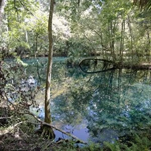 Natural Springs at Silver Springs State Park, where the original Johnny Weismuller