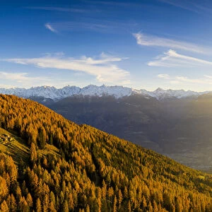 Panoramic view of the larch forest in autumn at sunset, Alpe Mara, Valtellina, Lombardy, Italy, Europe