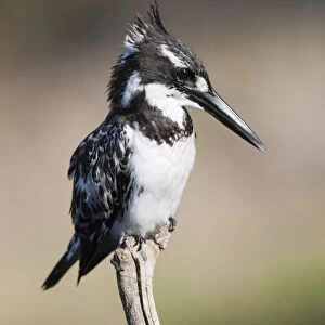 Pied kingfisher (Ceryle rudis), Intaka Island, Cape Town, South Africa, Africa