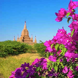 Purple flower of bougainvillea with pagoda in background, Old Bagan (Pagan), UNESCO World Heritage Site, Myanmar (Burma), Asia