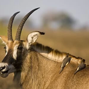 Roan antelope and two oxpeckers, Busanga Plains, Kafue National Park, Zambia, Africa