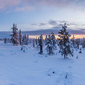 Snow covered winter landscape at sunrise, Lapland, Pallas-Yllastunturi National Park