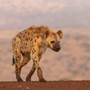 Spotted hyena (Crocuta crocuta), Zimanga private game reserve, KwaZulu-Natal, South