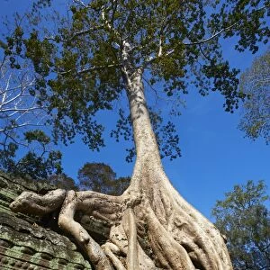 Tree roots over temple ruins, Ta Prohm temple built in 1186 by King Jayavarman VII