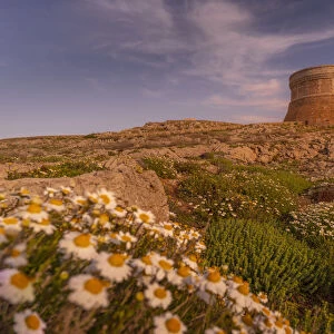 View of Fornelles Tower fortress and spring flowers at sunset in Fornelles, Fornelles, Menorca, Balearic Islands, Spain, Mediterranean, Europe