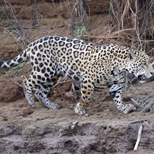 Young Jaguar (Panthera onca) walking on a riverbank, Cuiaba River, Pantanal, Mato Grosso