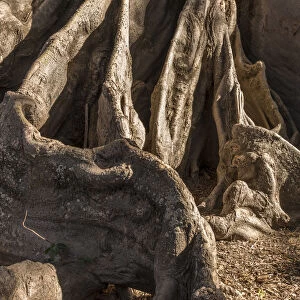 Africa, Senegal, Sine-Saloum-Delta. Roots of a giant fromager tree