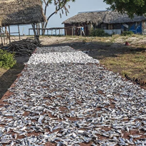Africa, Tanzania, Lindi Region. Drying fishes in the village of Kilwa Masoko