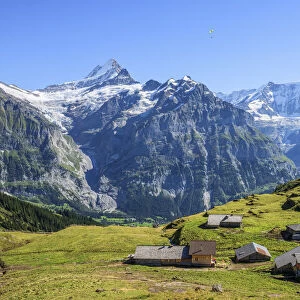 Bachlager Alp near First with Schreckhorn and Fiescherhorn, Grindelwald, Berner Oberland