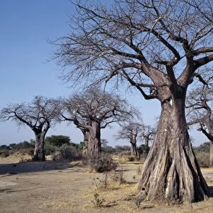 Baobab trees in the Ruaha Valley