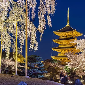 Blooming cherry tree illuminated at night with pagoda of Toji Temple behind, Kyoto, Japan