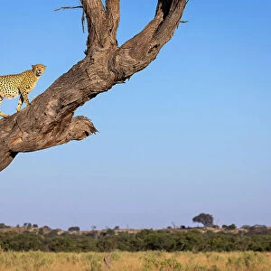 Cheetah in tree, Savuti, Chobe National Park, Botswana