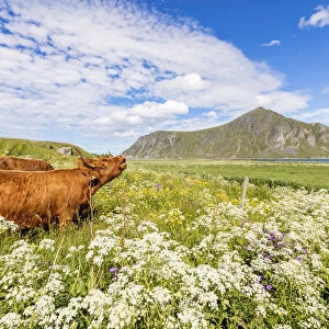 Cows grazing in fields of blooming flowers surrounded by blue sea Flakstad Lofoten