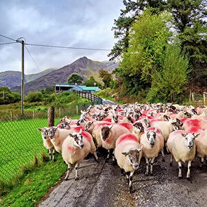 Flock of Sheep at Black Valley, County Kerry, Ireland