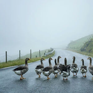 A gaggle of geese walking along a road close to the village of Bour. Island of Vagar. Faroe Islands