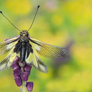 Gaiano, Parma, Emilia Romagna, Italy. Portrait of a macro libelloide with open wings