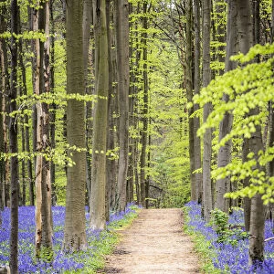 Hallerbos, beech forest in Belgium full of blue bell flowers