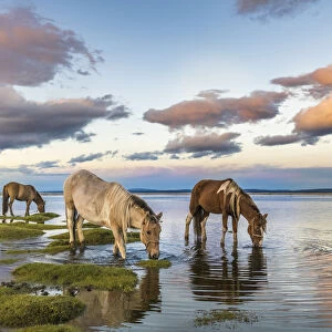 Horses grazing and drinking water from Hovsgol Lake at sunset. Hovsgol province, Mongolia