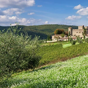 Italy, Tuscany, Chianti landscape, Meleto castle, olive trees